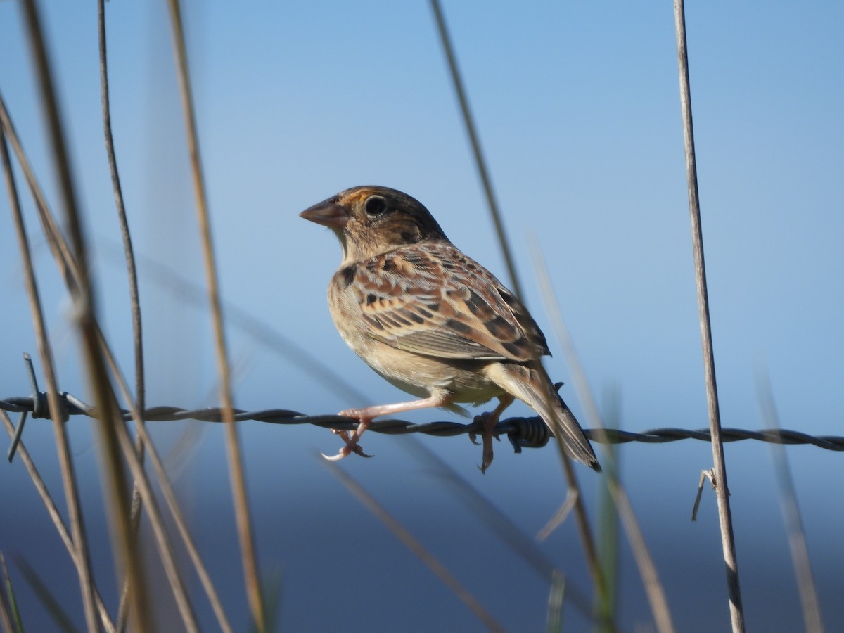 Кузнечиковая овсянка-барсучок - ML643656416