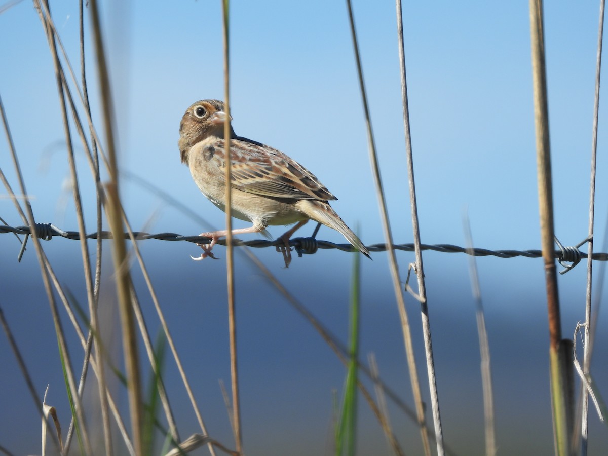 Кузнечиковая овсянка-барсучок - ML643656417