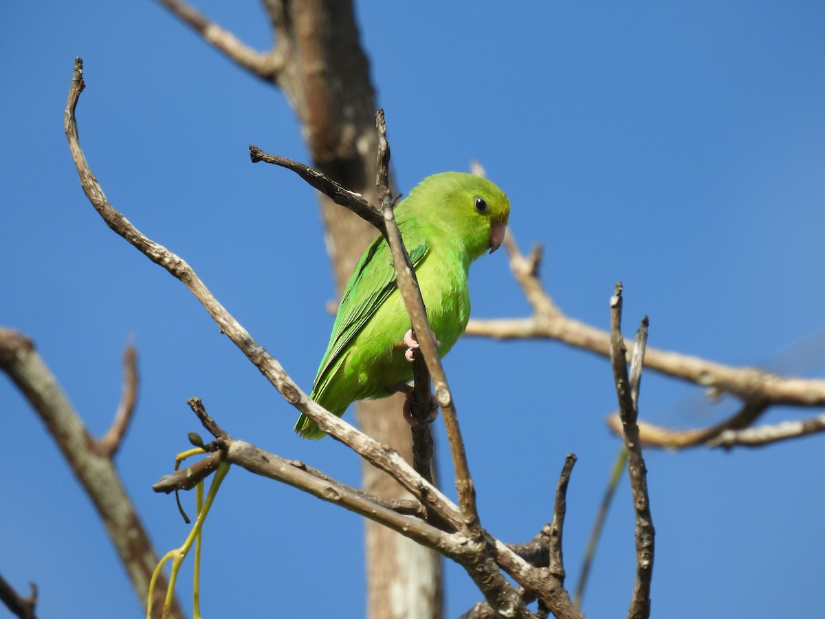 Cotorrita Aliturquesa - ML643656424