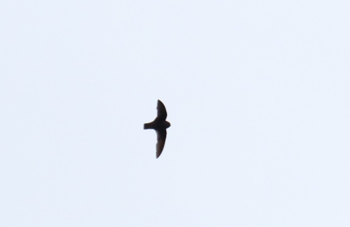 Spot-fronted Swift - ML643656427