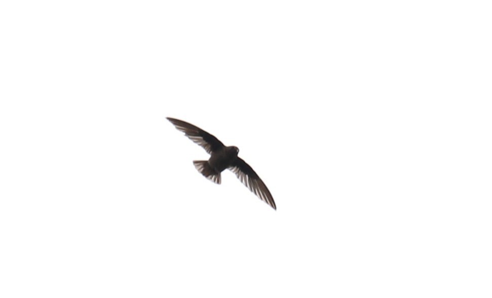 Spot-fronted Swift - ML643656428