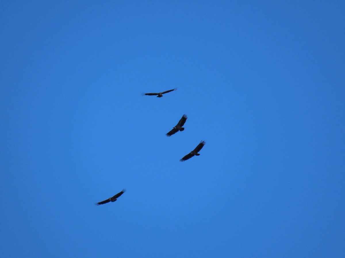 Sai arrea - ML643656437