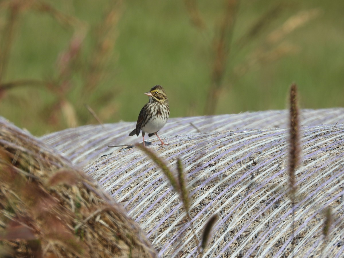 Саванная овсянка - ML643656441