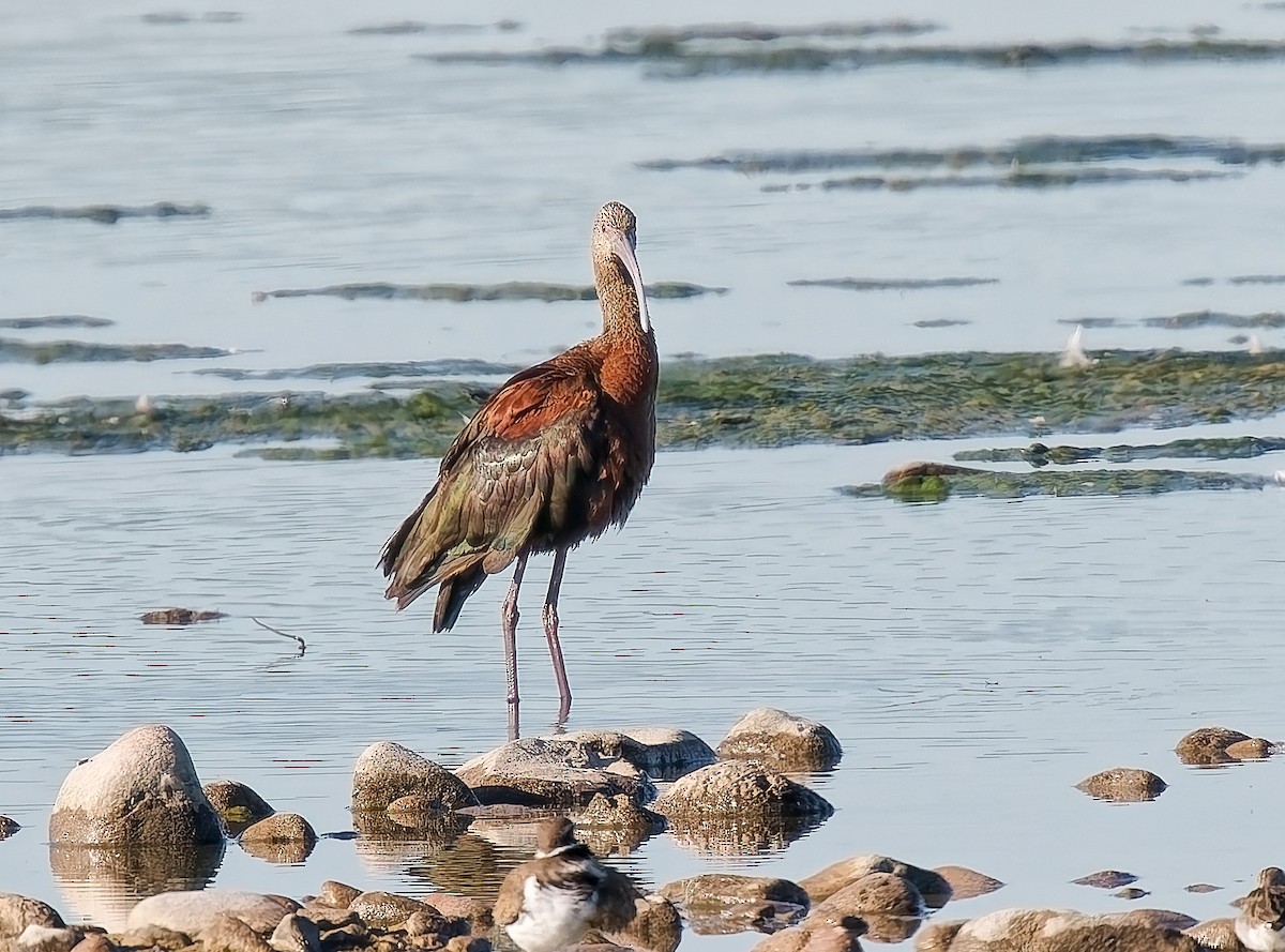 Ibis à face blanche - ML643656444