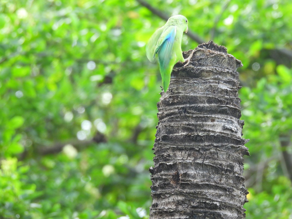 Cotorrita Aliturquesa - ML643656468