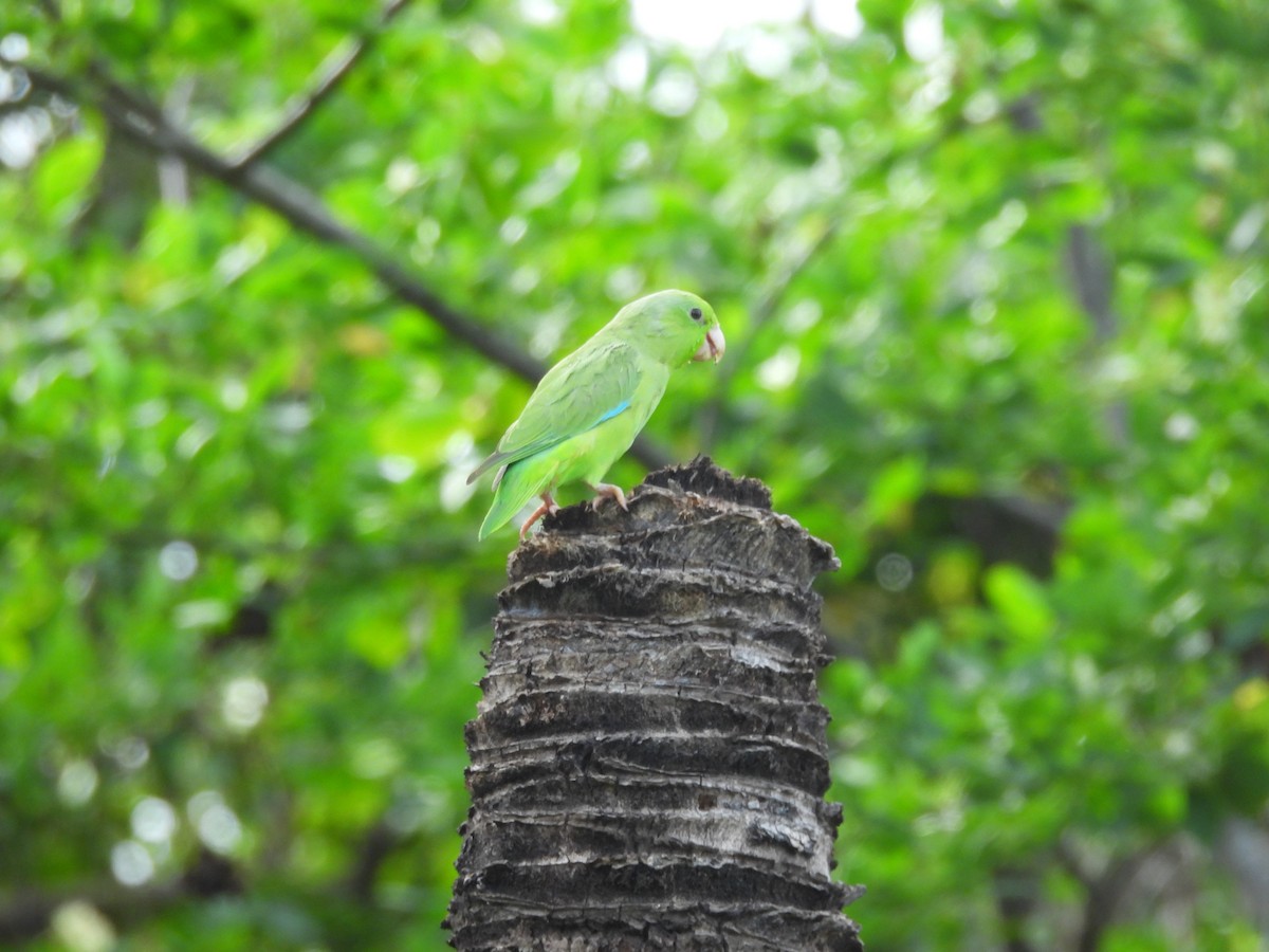 Cotorrita Aliturquesa - ML643656469