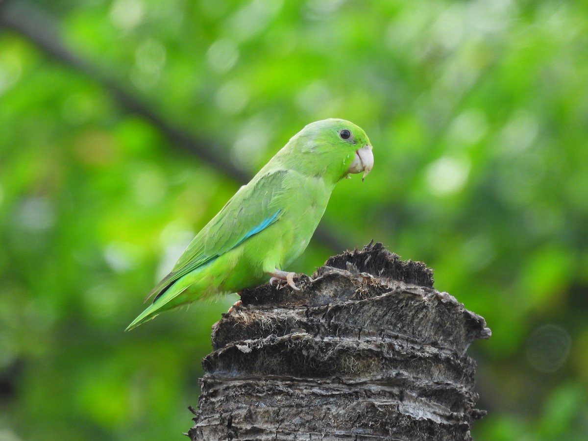Cotorrita Aliturquesa - ML643656471