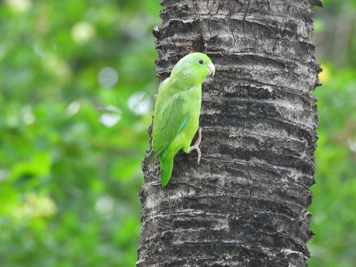 Cotorrita Aliturquesa - ML643656472