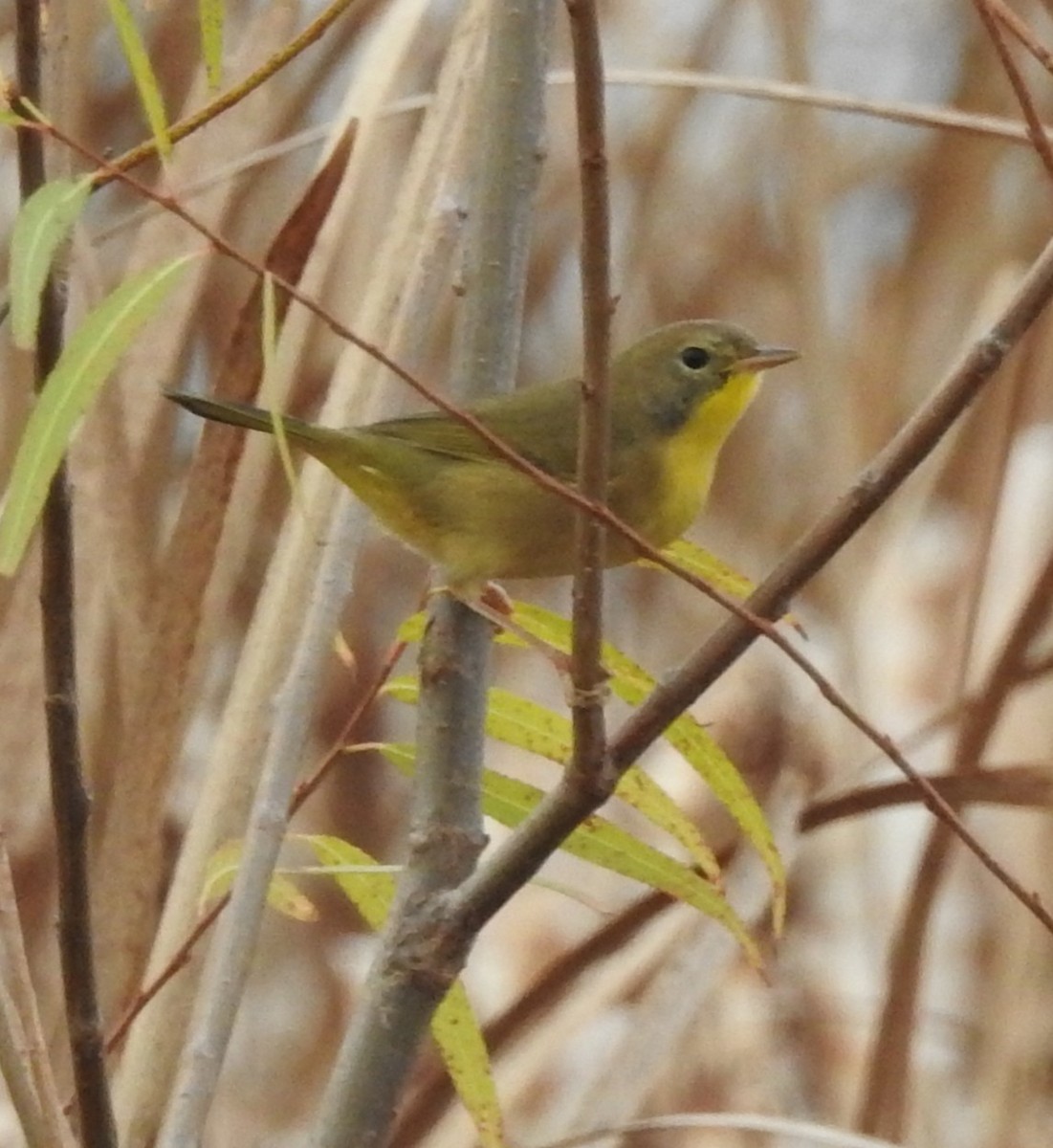 Common Yellowthroat - ML643656480