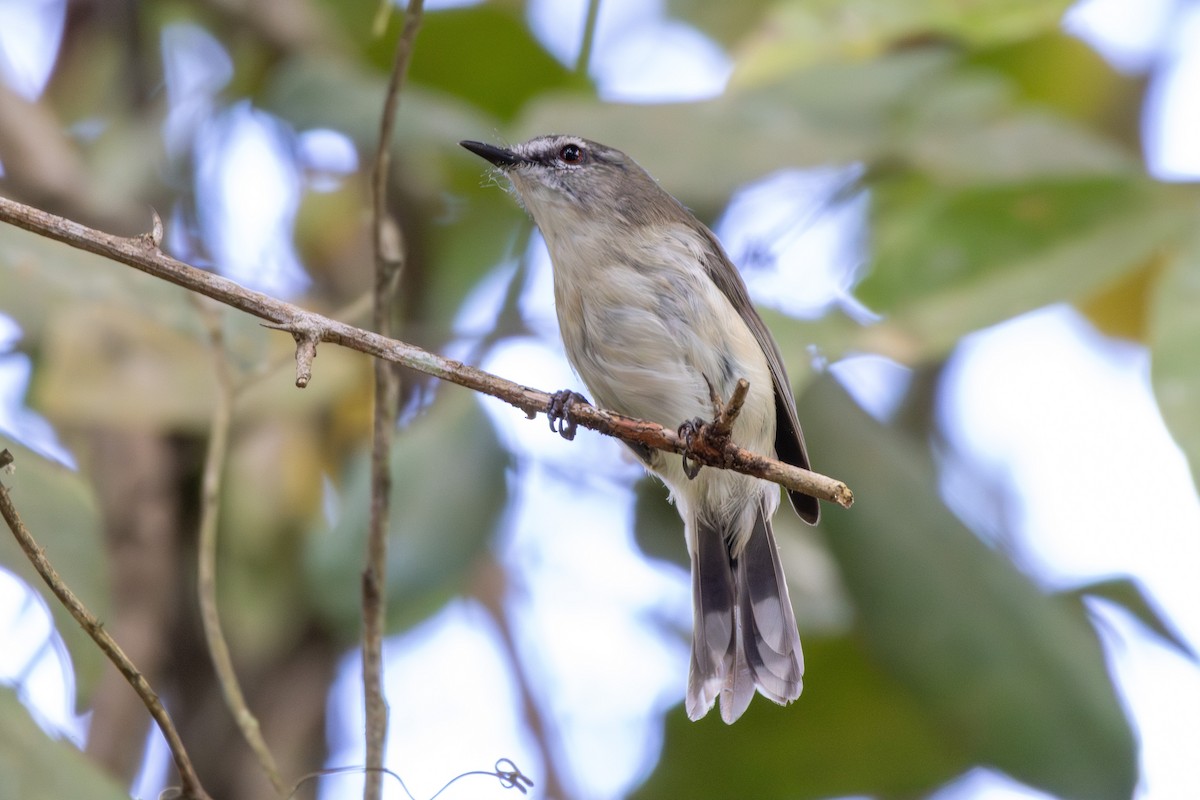 Brown Gerygone - ML643656486