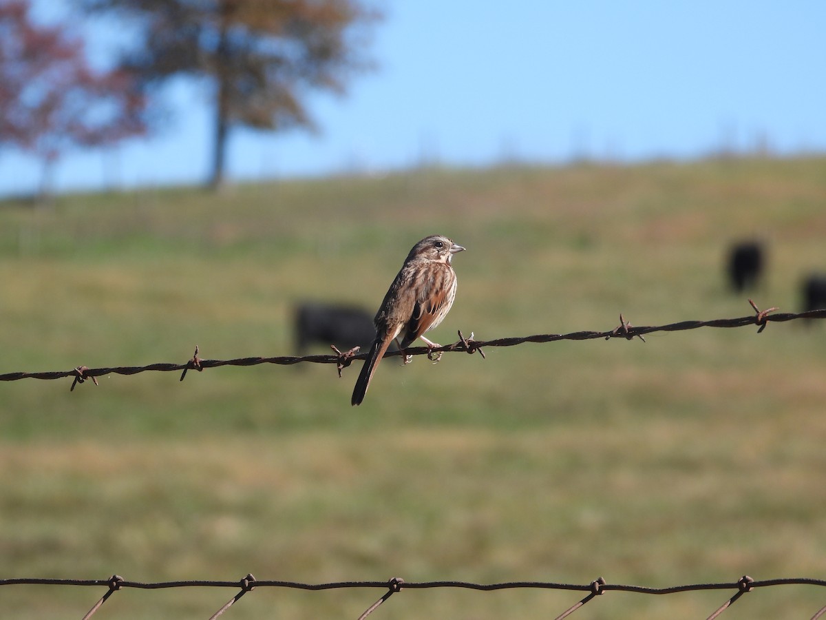 Певчая овсянка - ML643656497
