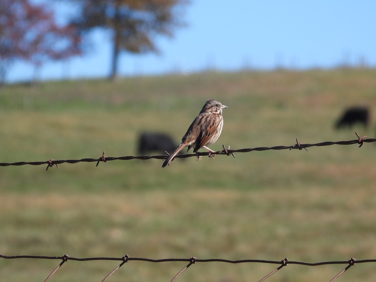 Певчая овсянка - ML643656498