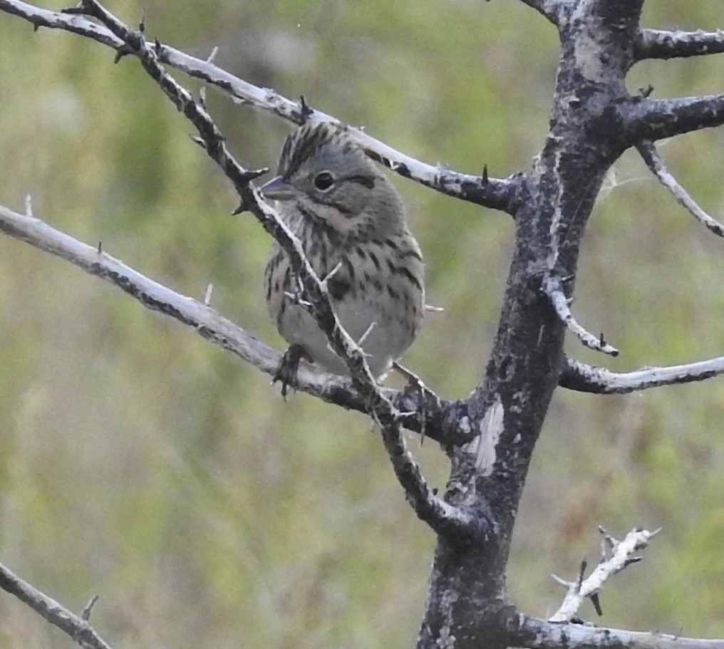 Lincoln's Sparrow - ML643656505