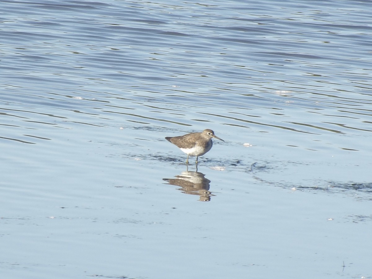 Solitary Sandpiper - ML643656518