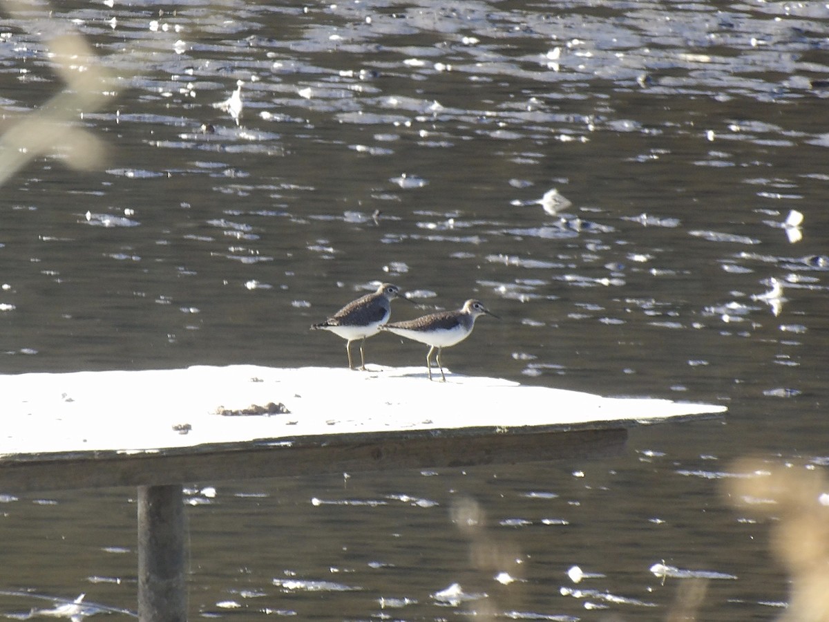 Solitary Sandpiper - ML643656521