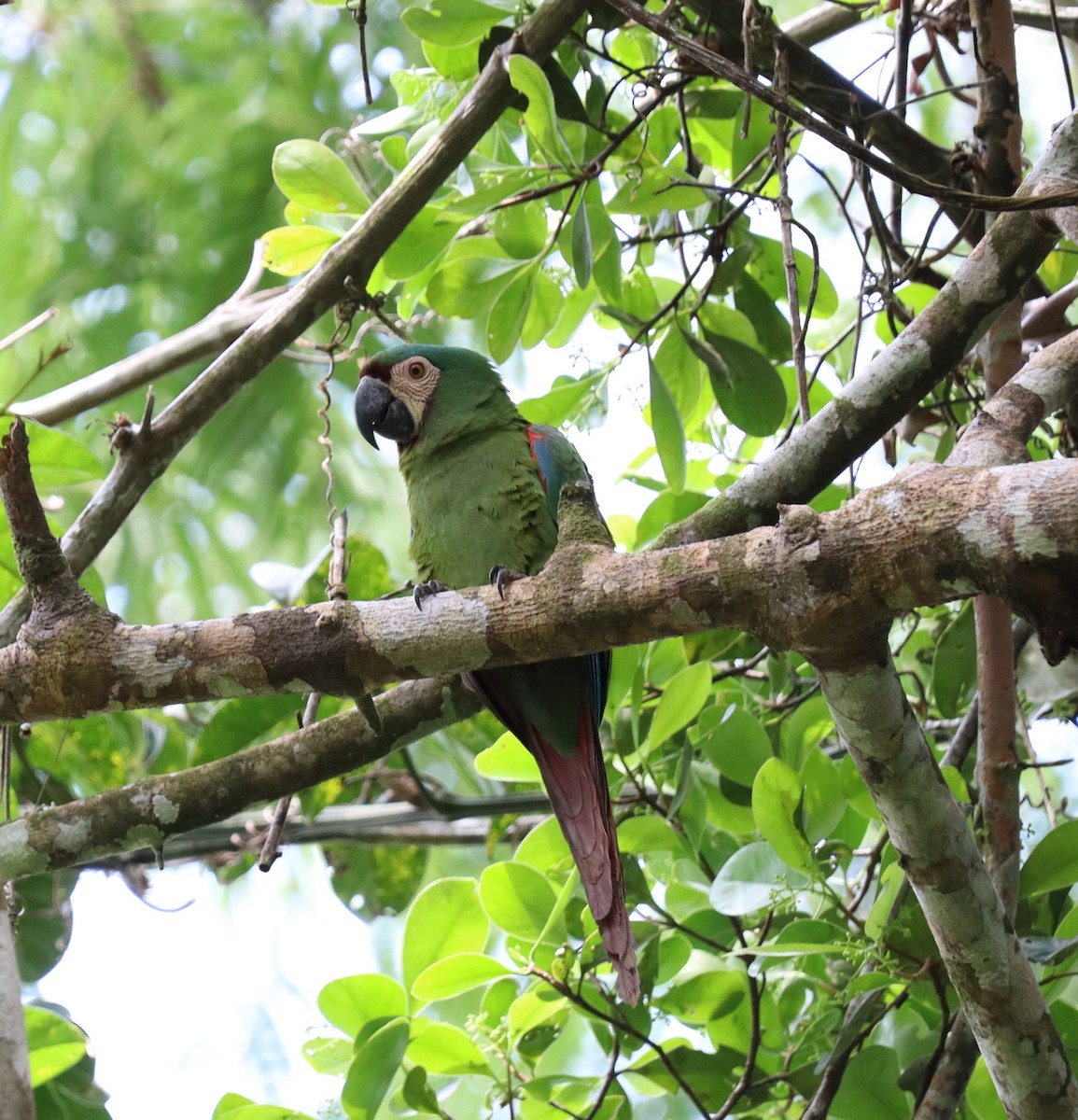 Chestnut-fronted Macaw - ML643656553