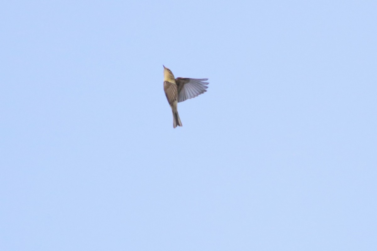 Parulidae sp. - ML643656555