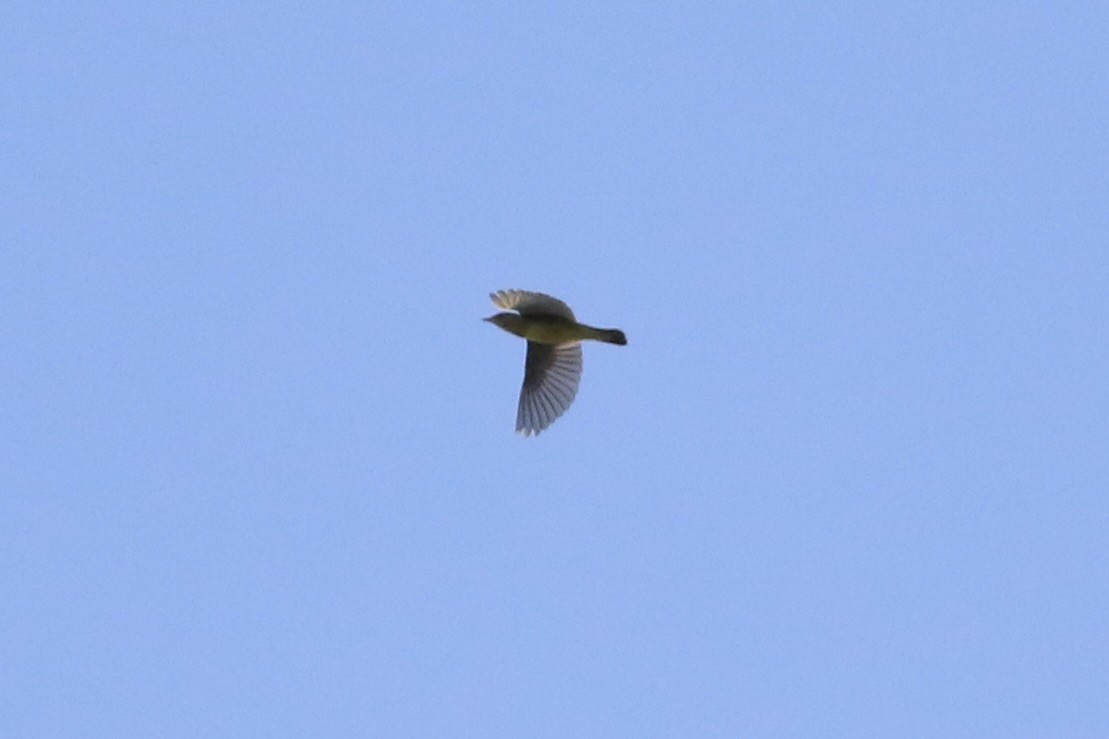 Parulidae sp. - ML643656568