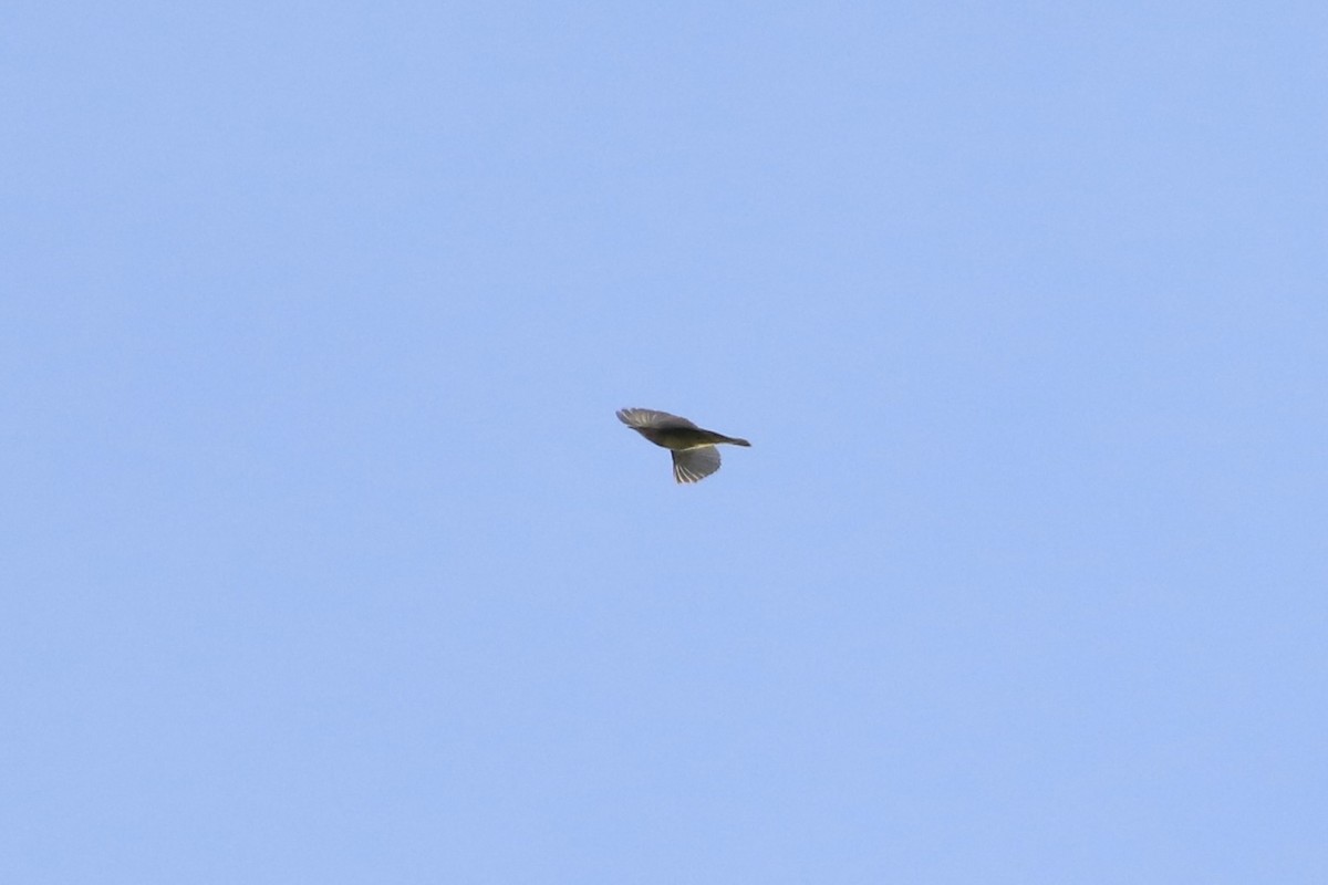 Parulidae sp. - ML643656569