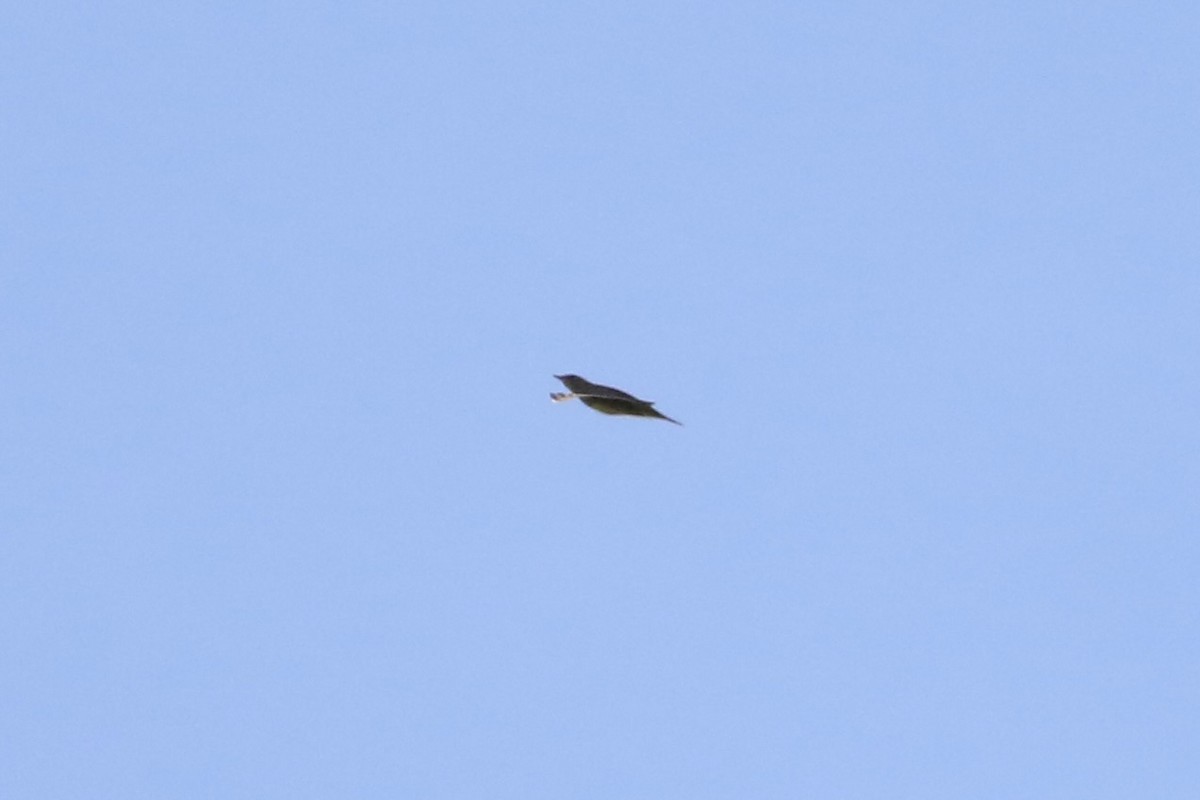 Parulidae sp. - ML643656570