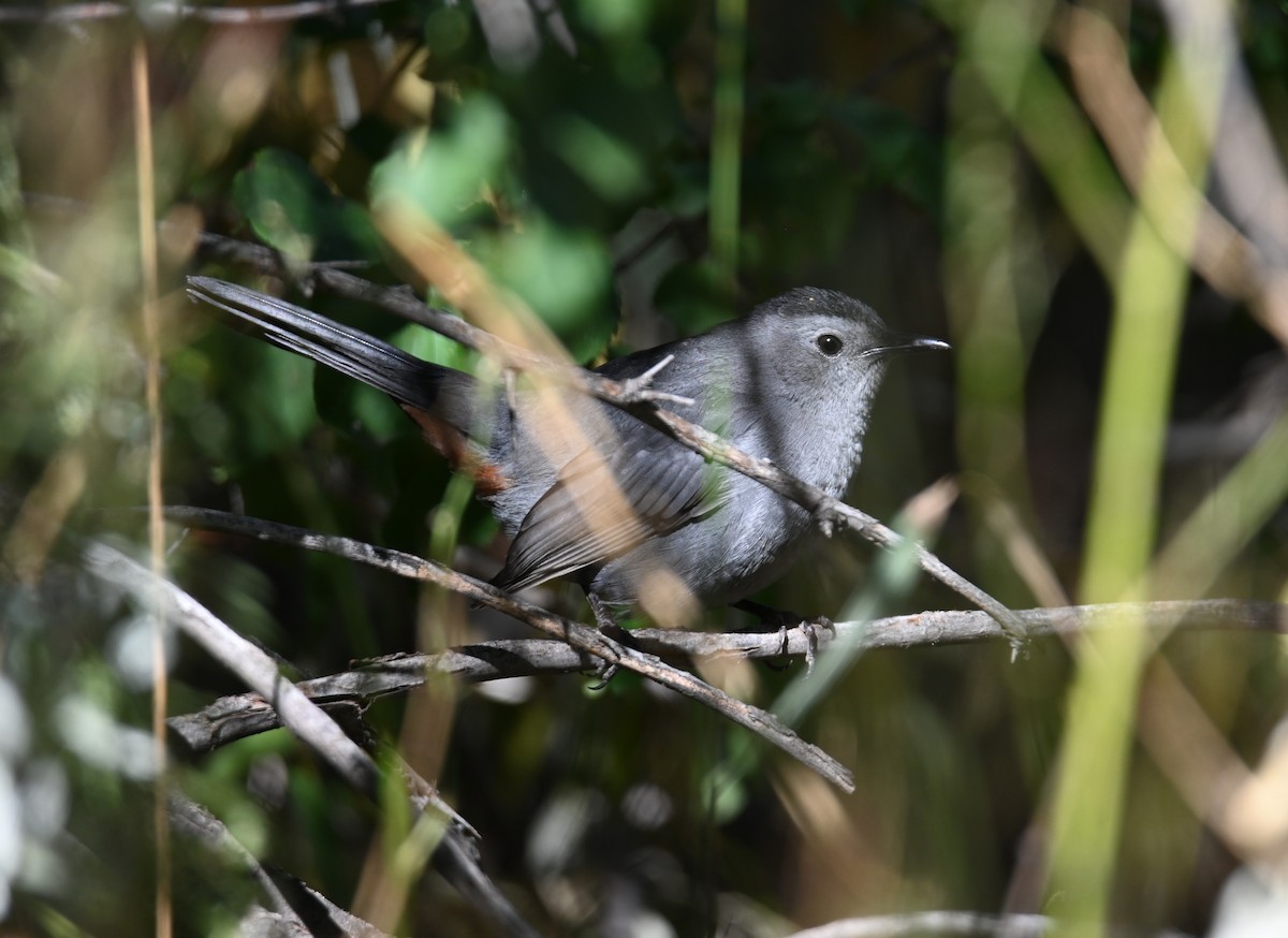 Gray Catbird - ML643656576