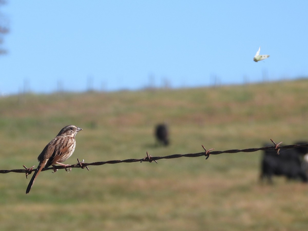 Певчая овсянка - ML643656579