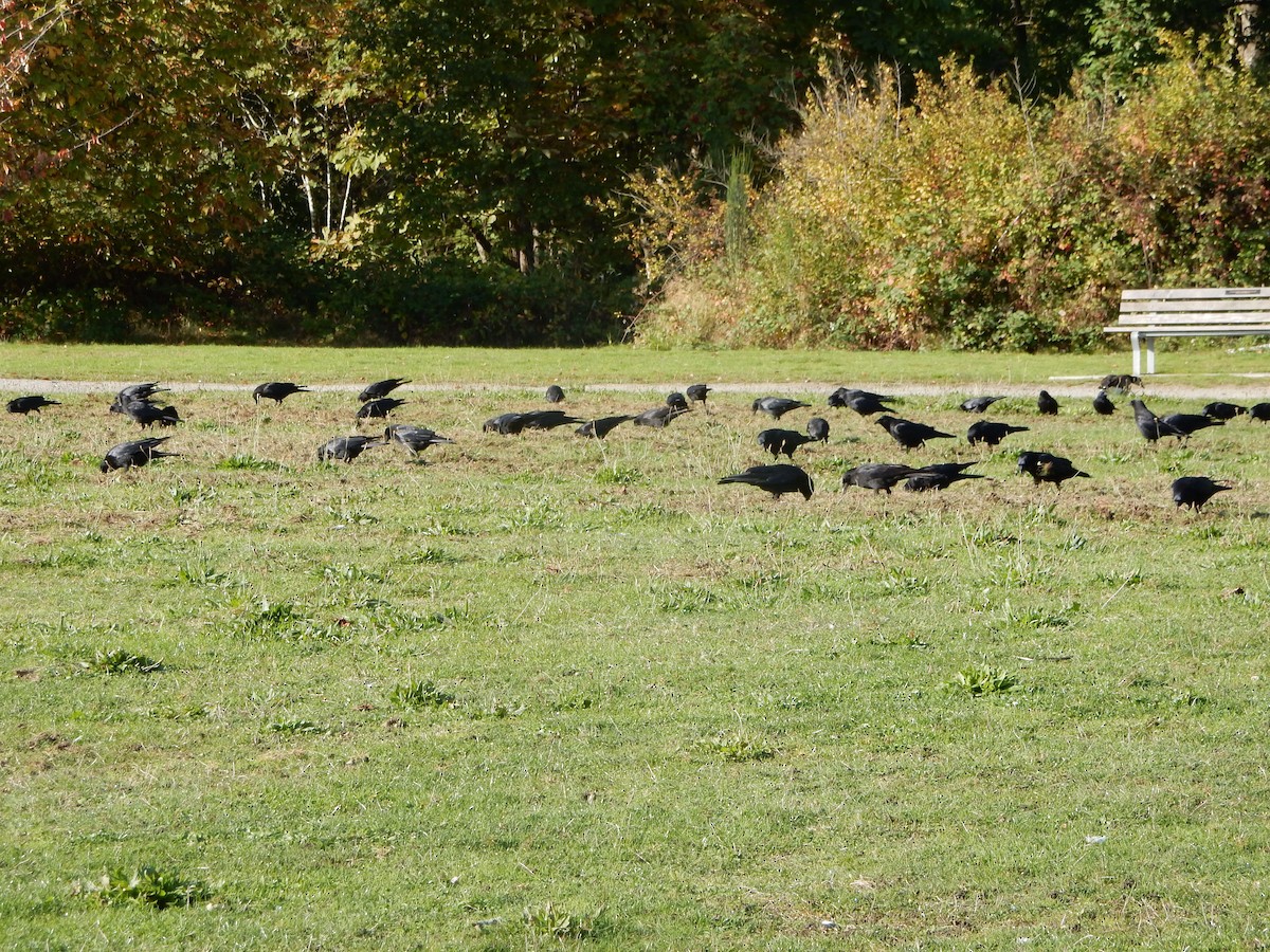 American Crow - ML643656580