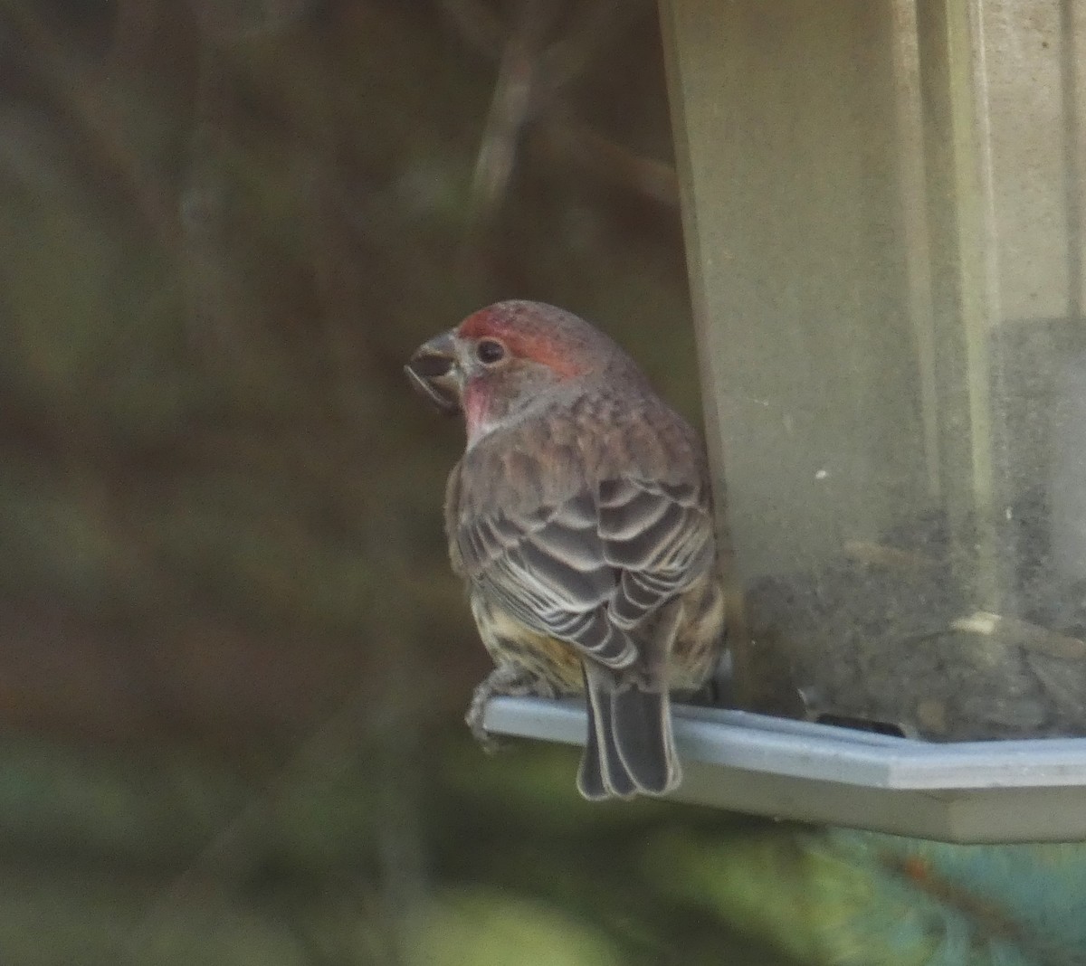 House Finch - ML643656597