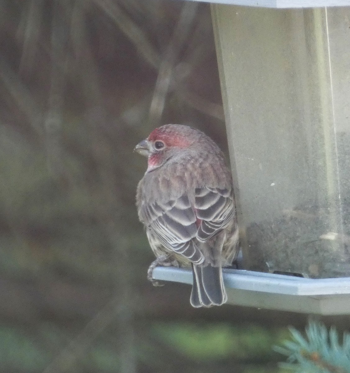 House Finch - ML643656598