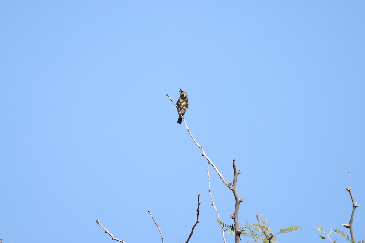 Dusky Sunbird - ML643656619