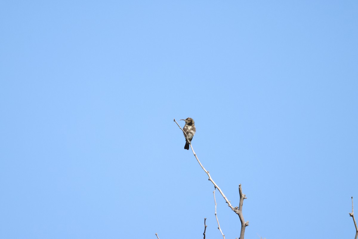 Dusky Sunbird - ML643656621