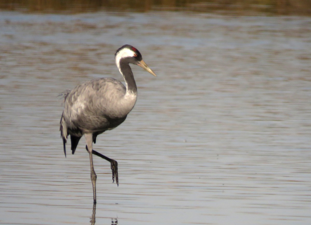 Common Crane - ML643656630