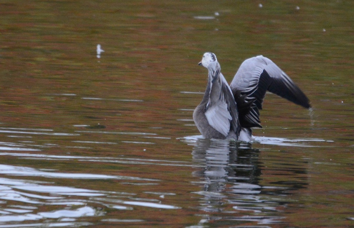 Snow Goose - ML643656660