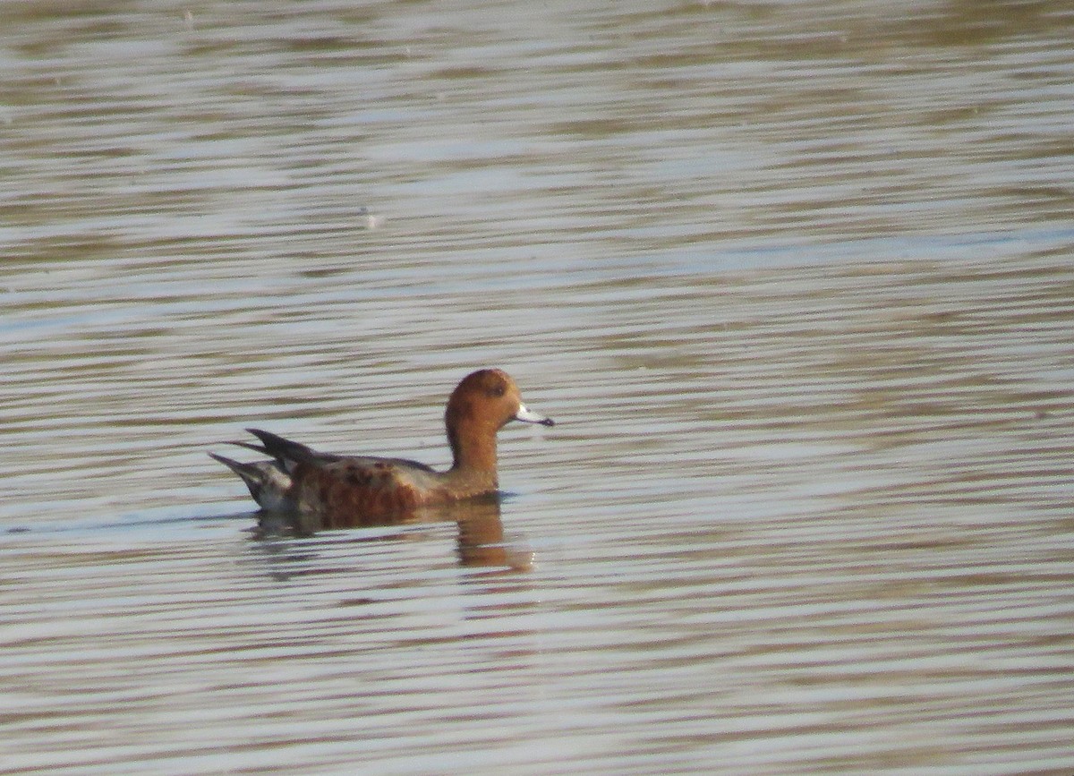 Eurasian Wigeon - ML643656663