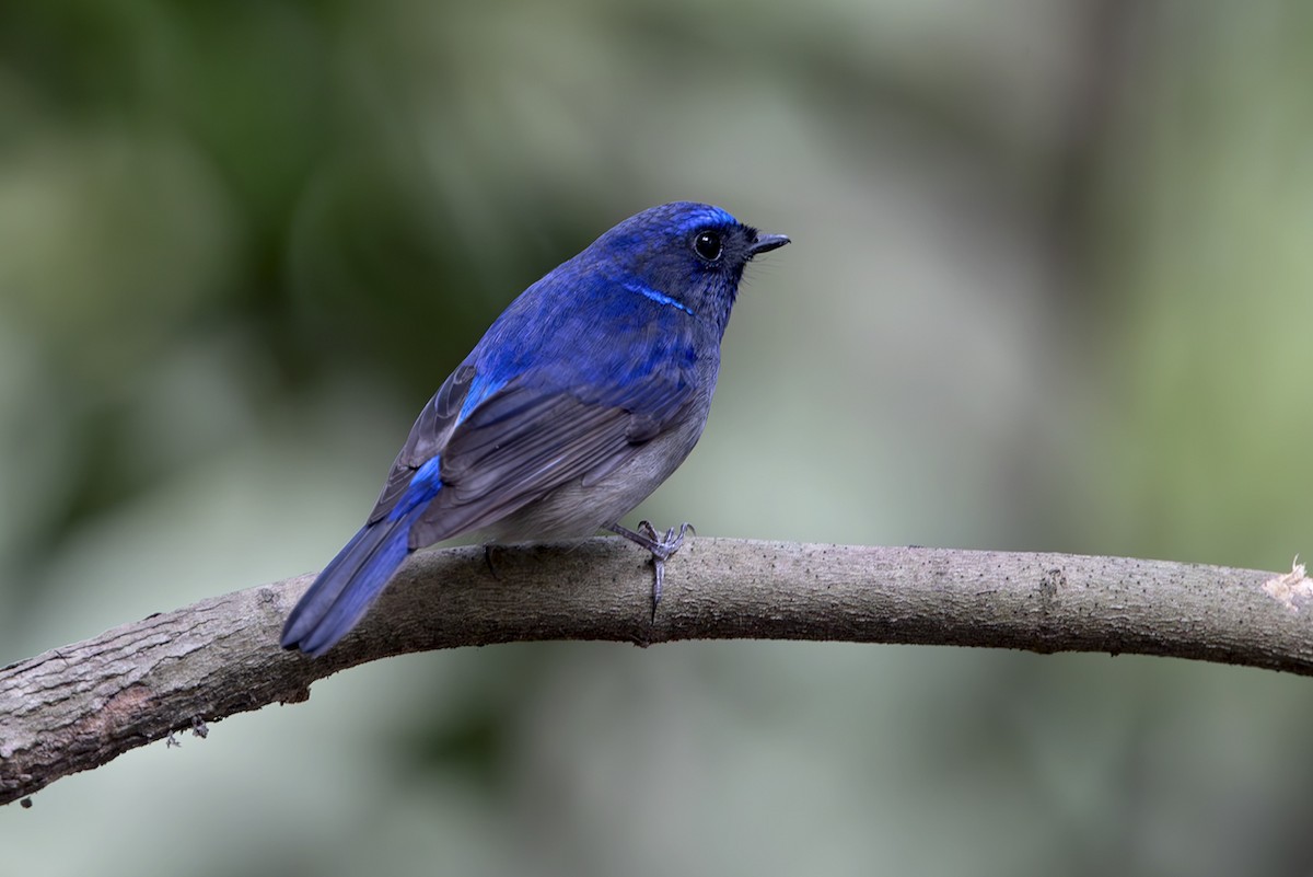 Small Niltava - ML643656667