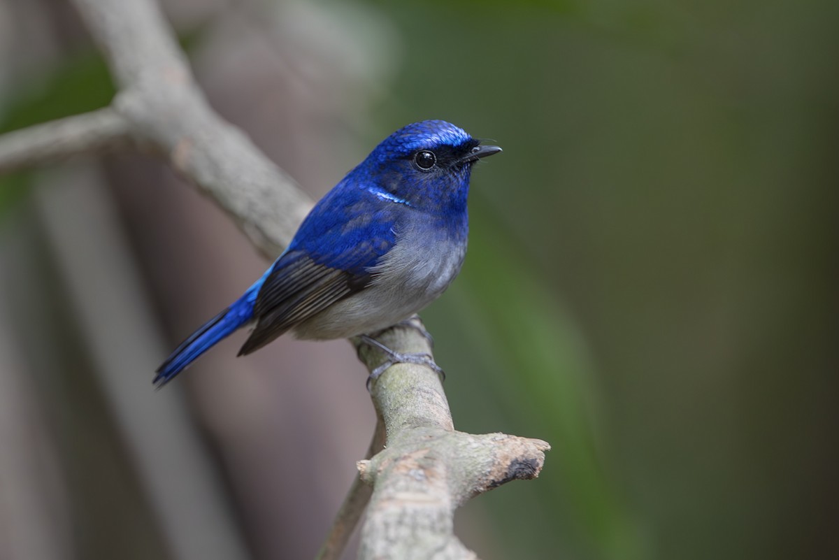 Small Niltava - ML643656668