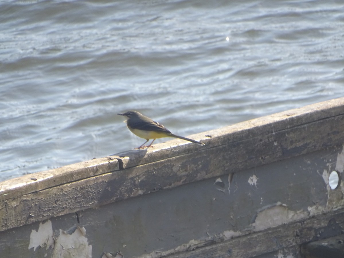 Gray Wagtail - ML643656670