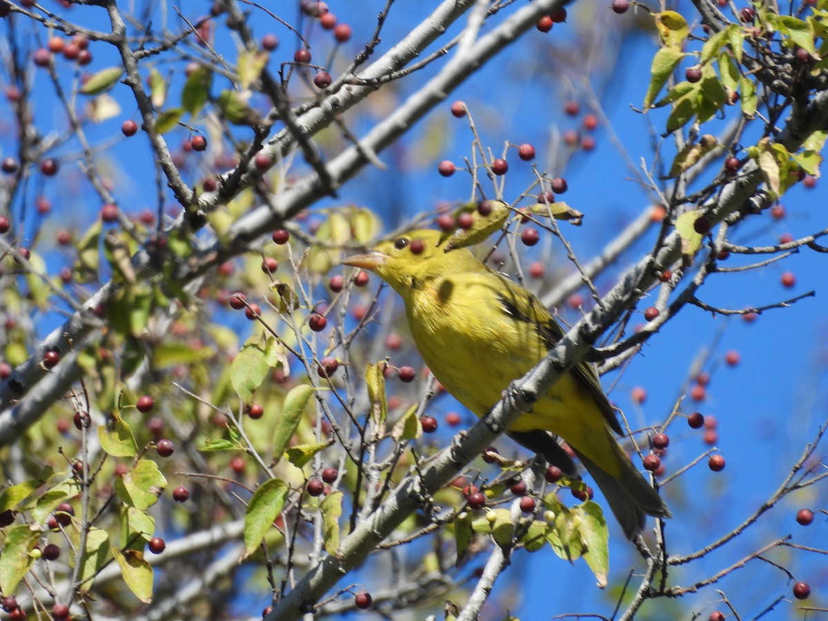Scarlet Tanager - ML643656672