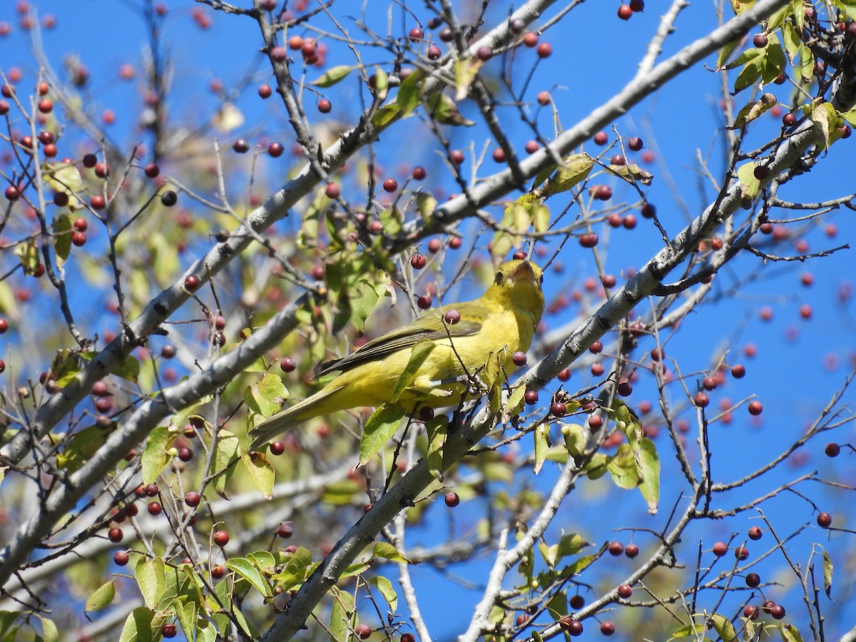 Scarlet Tanager - ML643656673