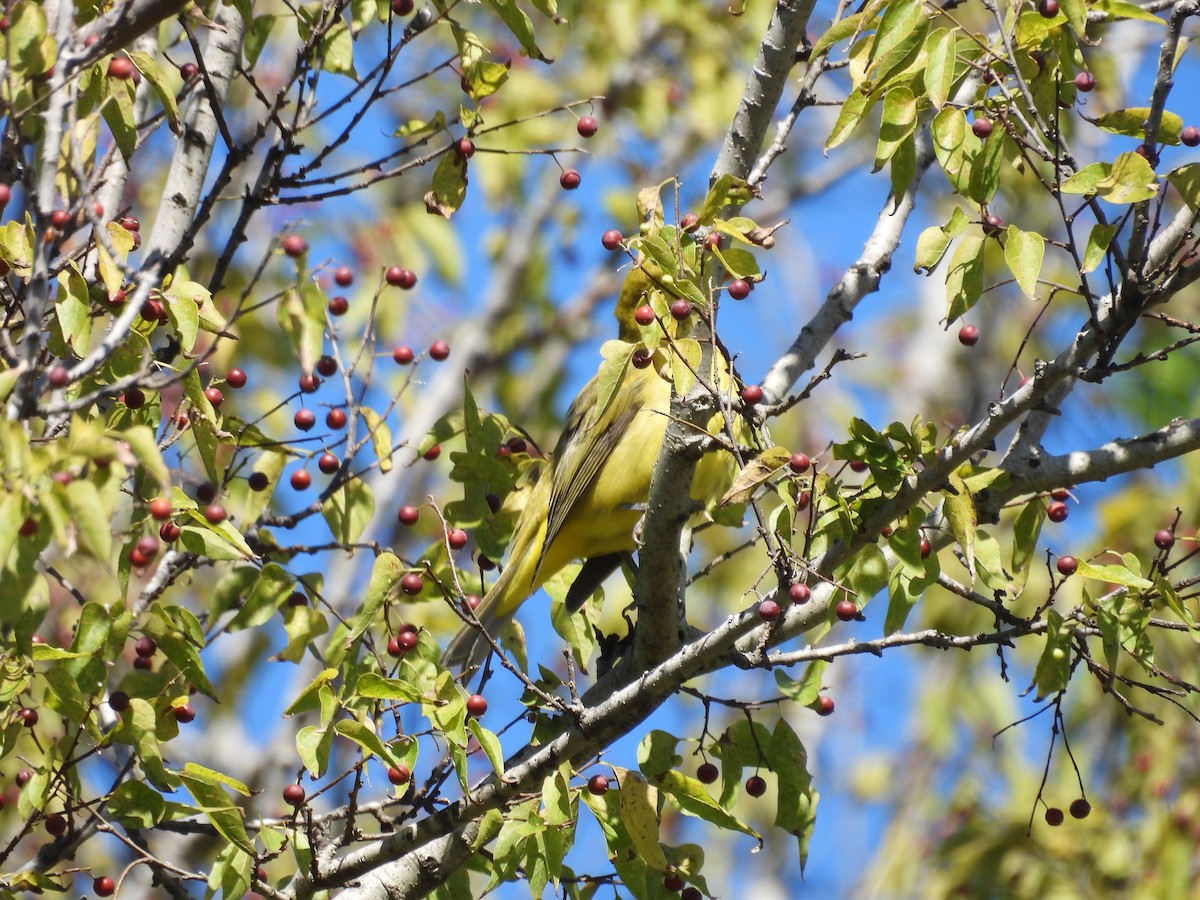 Scarlet Tanager - ML643656674