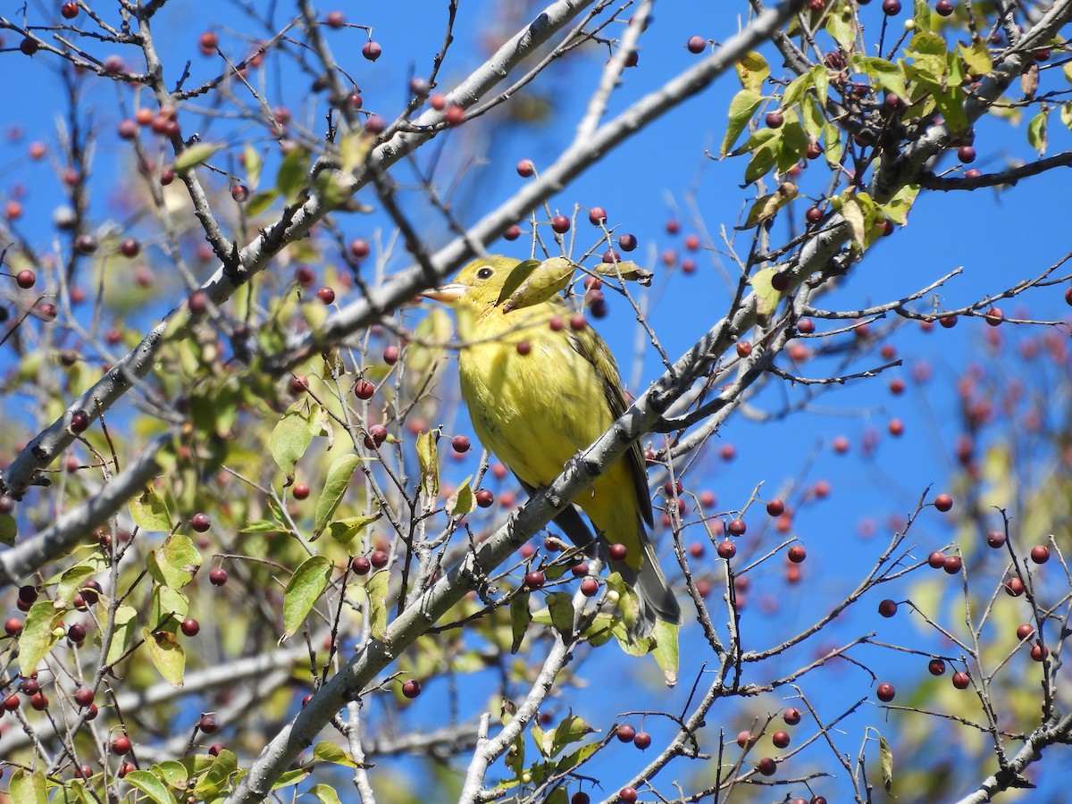 Scarlet Tanager - ML643656675