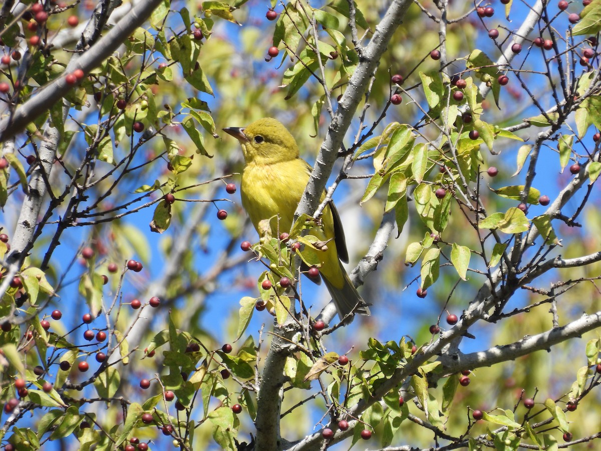 Scarlet Tanager - ML643656676