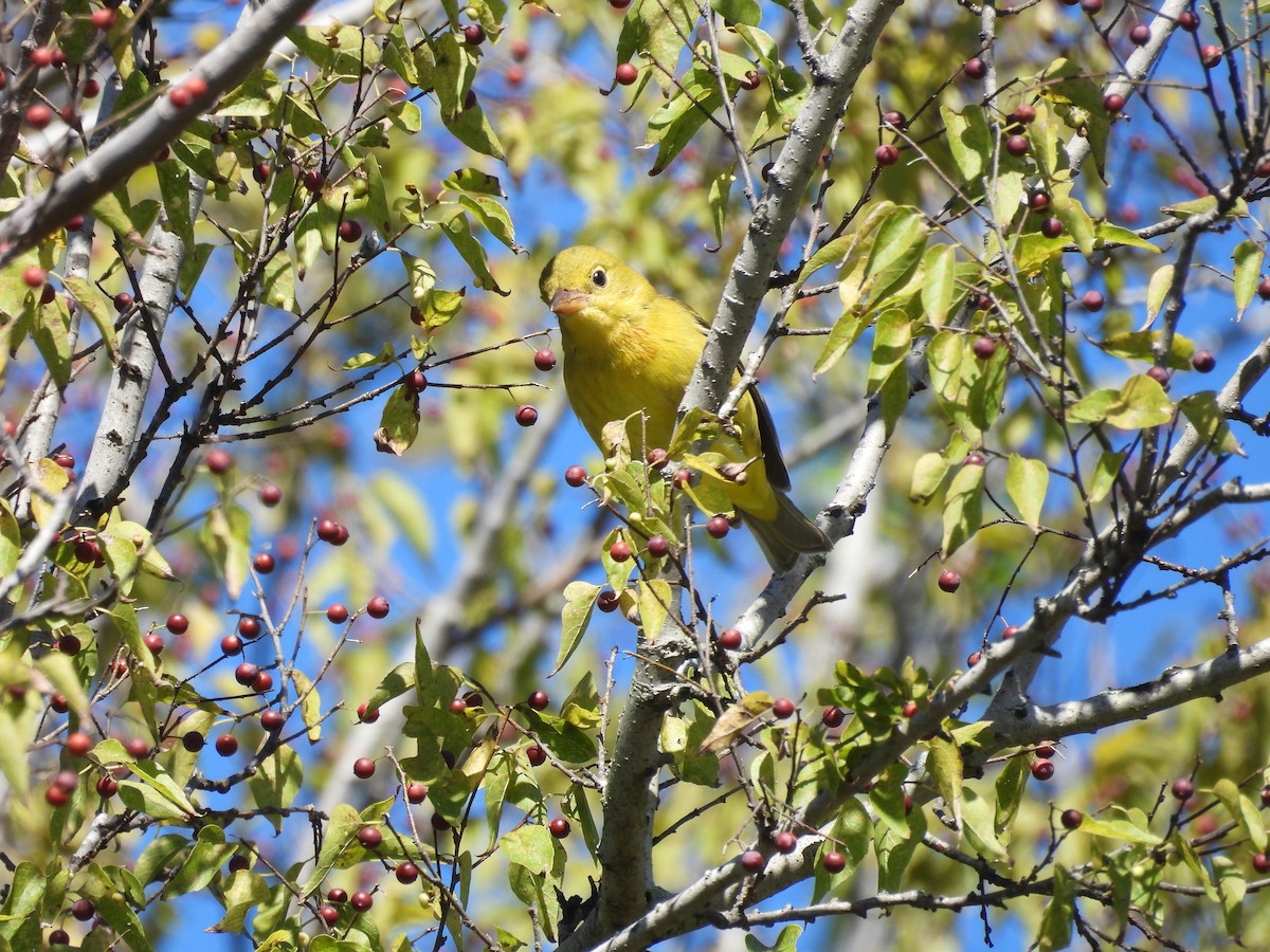Scarlet Tanager - ML643656677
