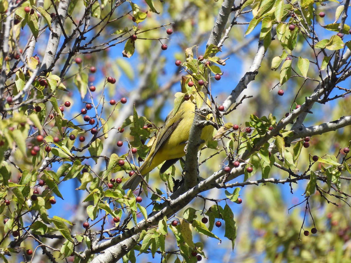 Scarlet Tanager - ML643656678