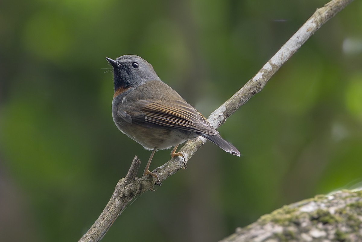 siratfluesnapper - ML643656683