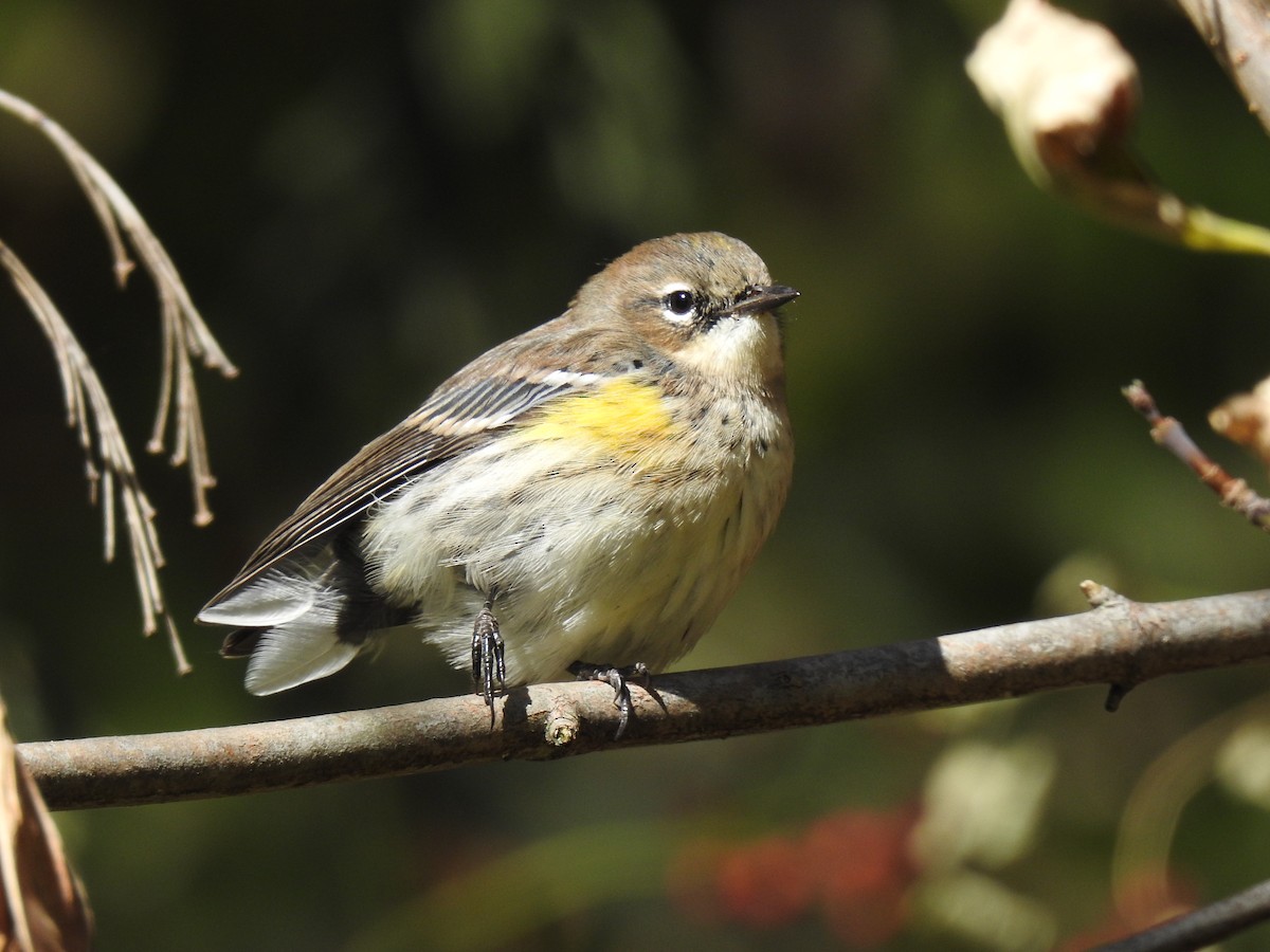 Yellow-rumped Warbler - ML643656718