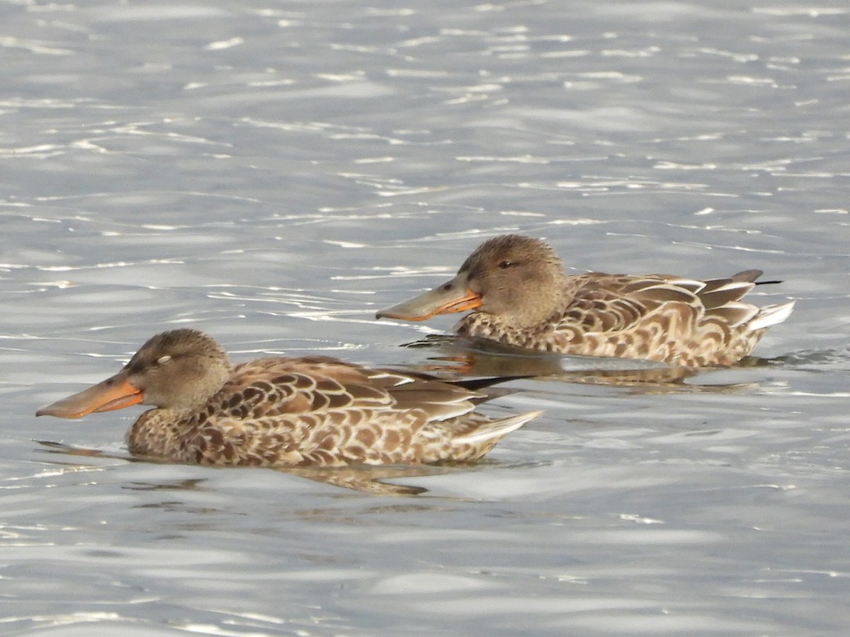 Northern Shoveler - ML643656735