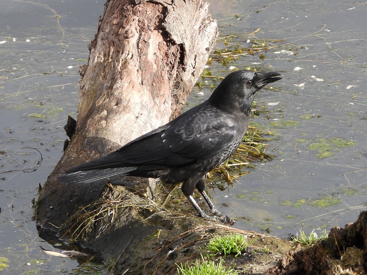 American Crow - ML643656742
