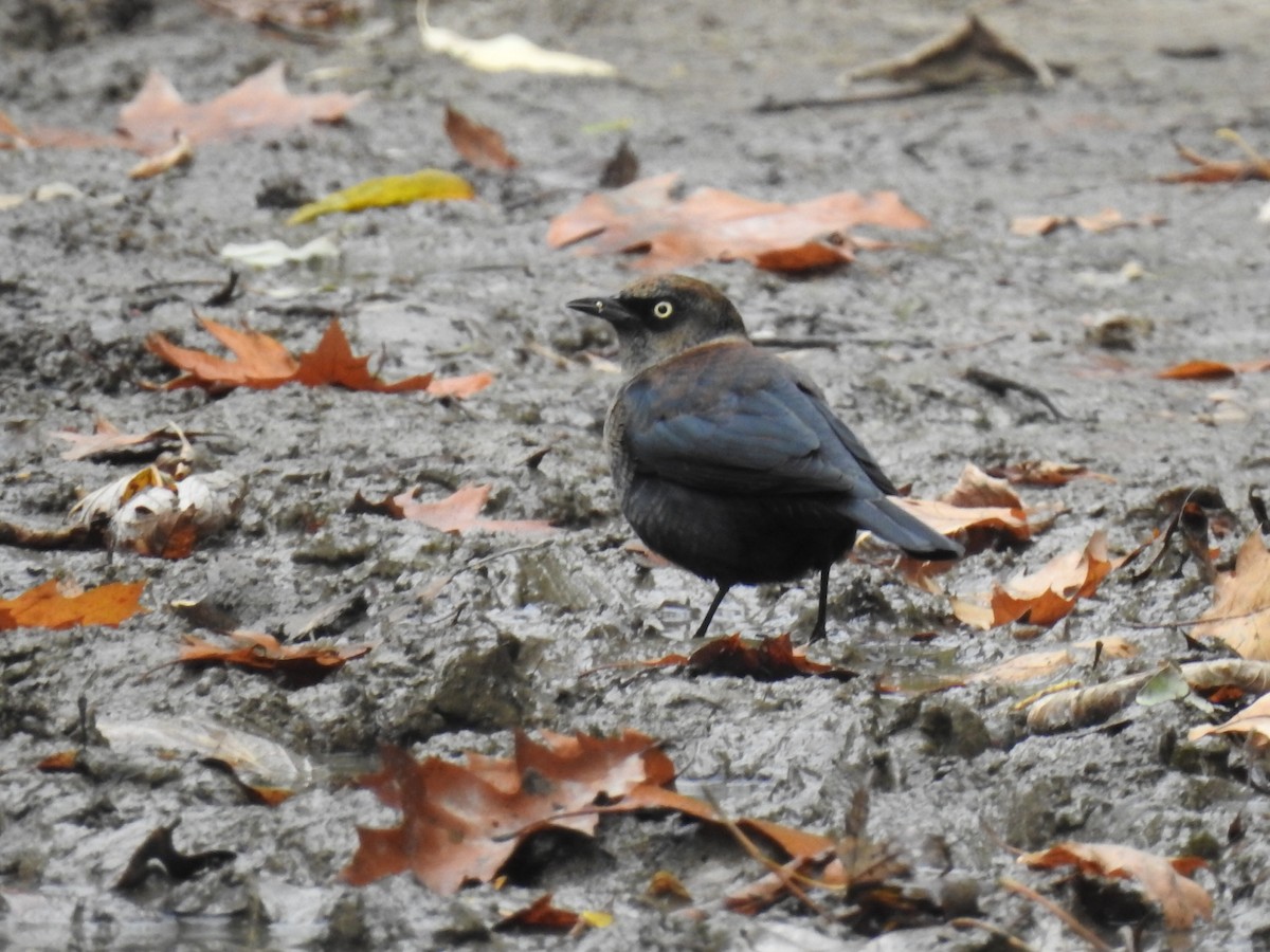 Rusty Blackbird - ML643656750