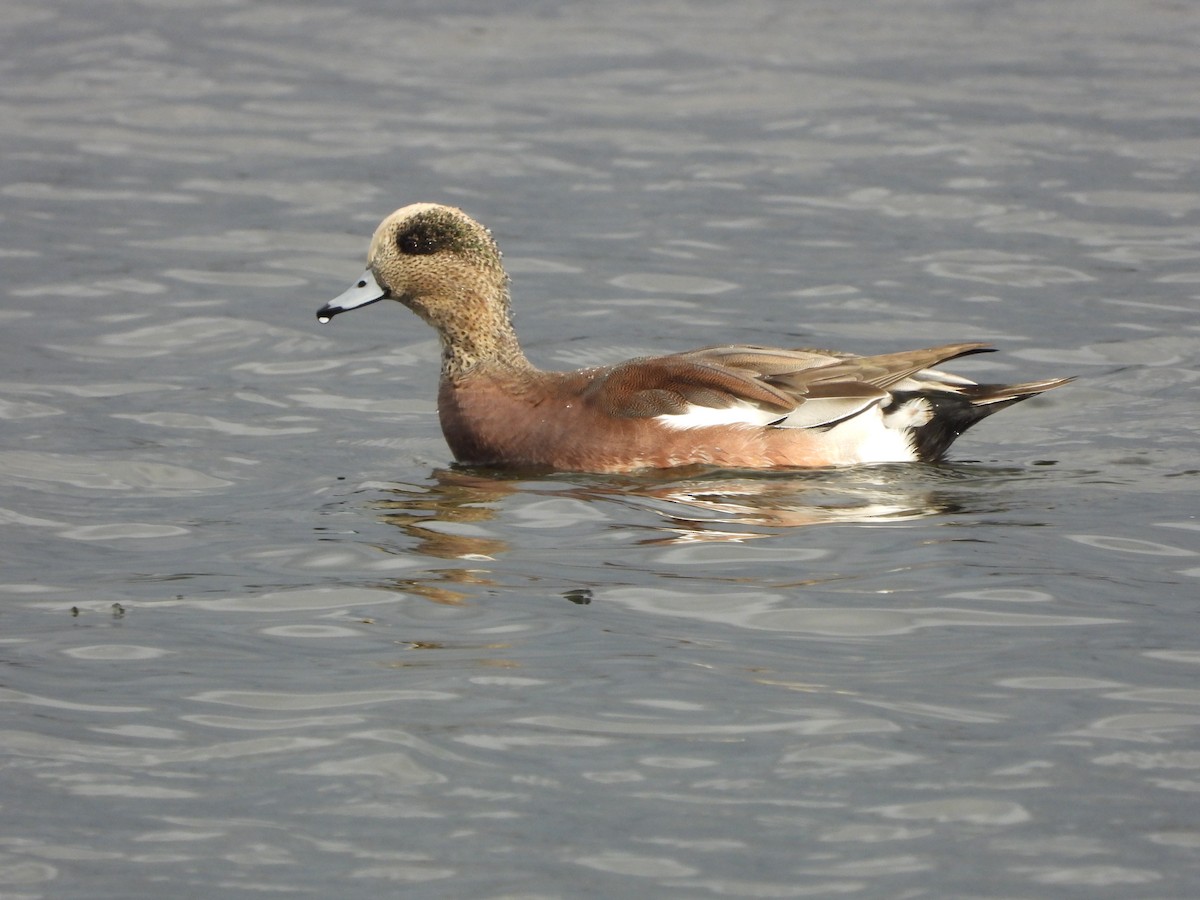 American Wigeon - ML643656755